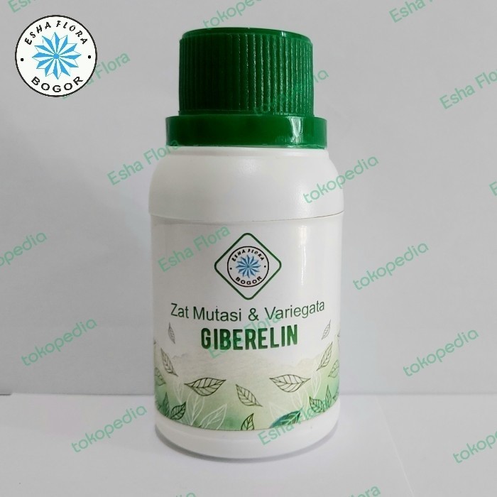 Zat Mutasi dan Variegata / GA3 / Giberelin