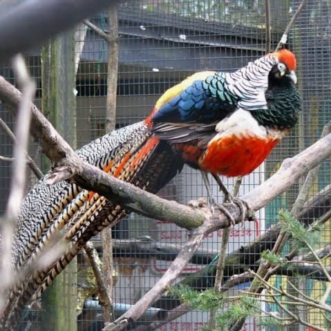 

Fertil Telur ayam hias ringneck lady red amherst pheasant fertil untuk tetas