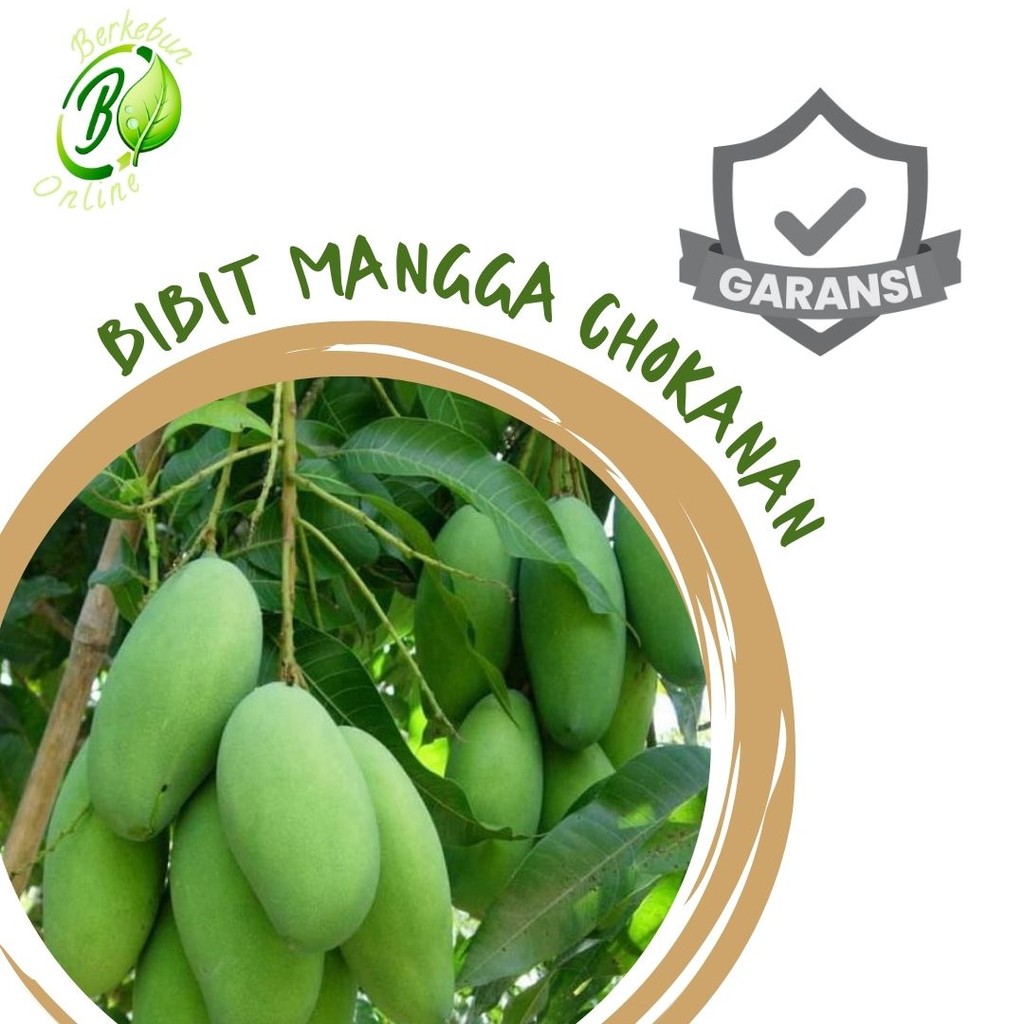 Bibit Mangga Chokanan Cokanan Tanaman Bibit Buah Mangga Chokanan