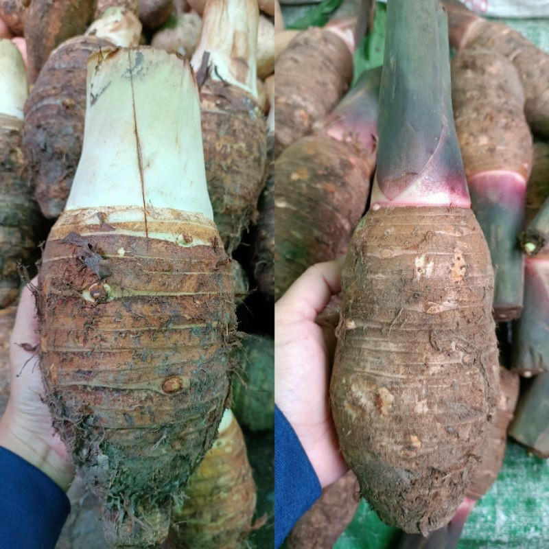 

Talas Kalimantan