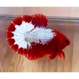 grooming FCCP Red dan Orange Head Best Seller Top Grade 15k hiasan akuarium