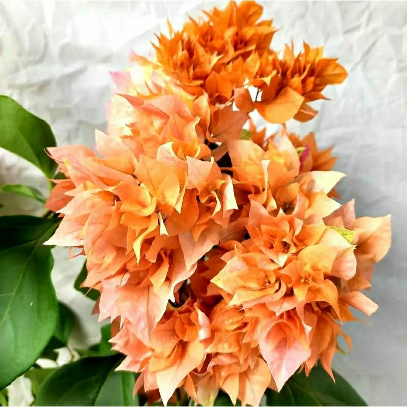 Bougenville Hawai Orange Bunga Hias BIBIT