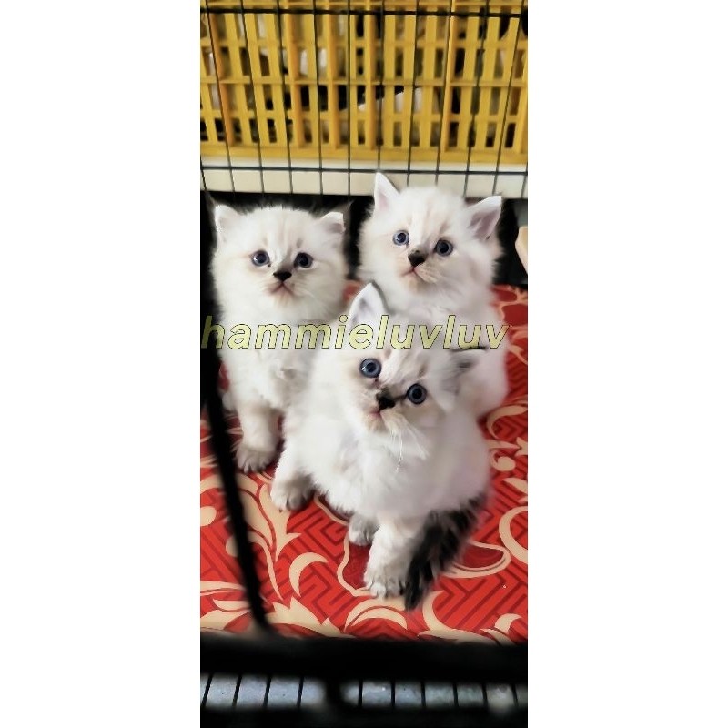 anak kucing persia medium flat peaknose himalaya tabby sealpoint