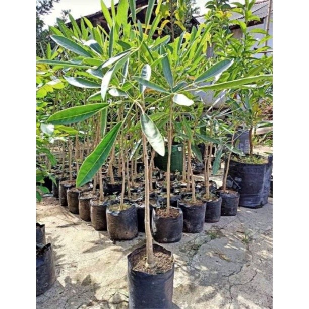 BIBIT BUNGA TABEBUYA WARNA KUNING 1 METER