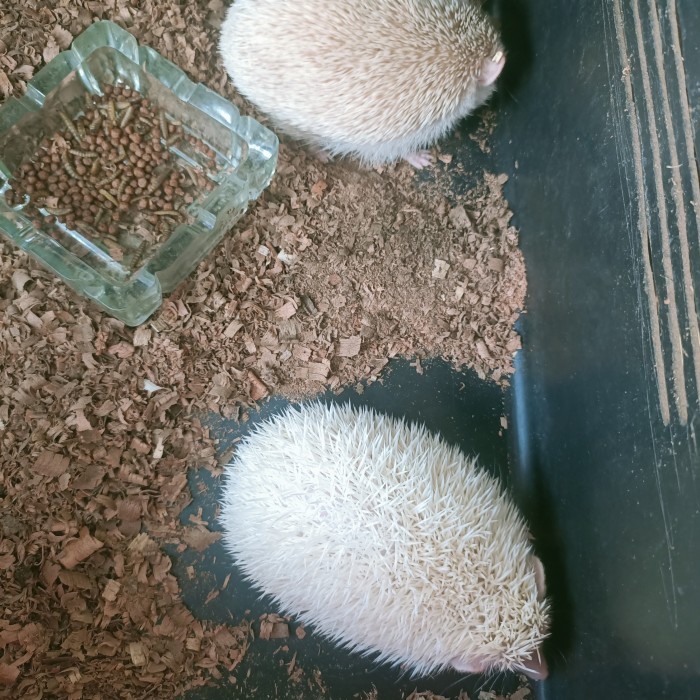 SALE -Landak Mini Indukan Sehat