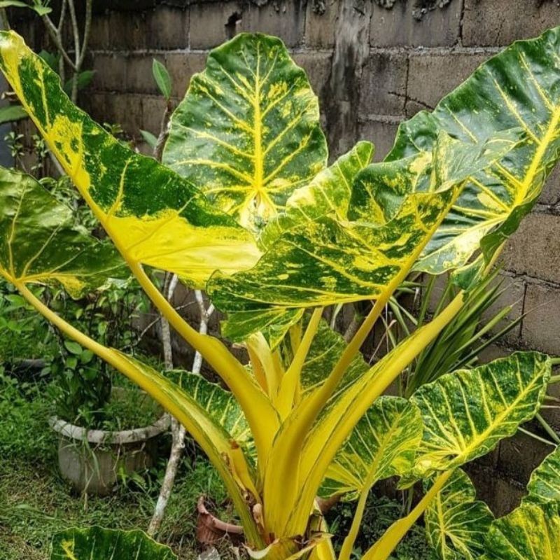 KOKOWA FLORA Alocasia New Guinea Gold Sente Golden Kuning Cantik