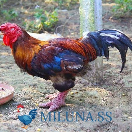 FERTIL TELUR AYAM dong tao /   hias /   siap cod