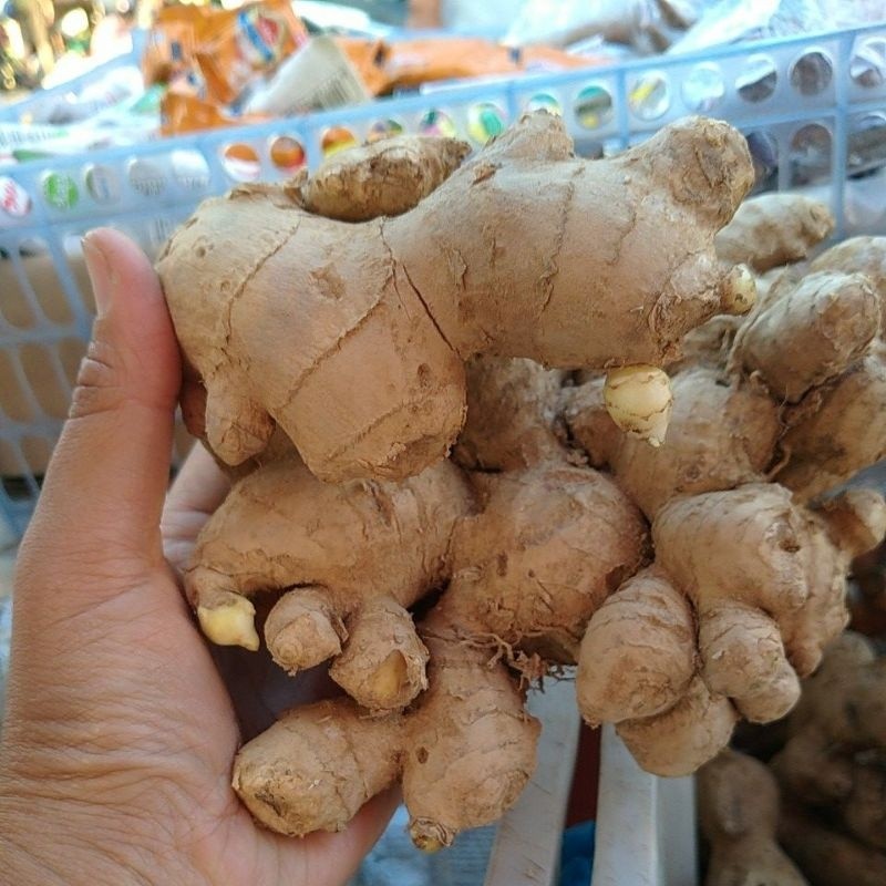 

Jual jahe gajah fresh segar dan bersih 1 kg