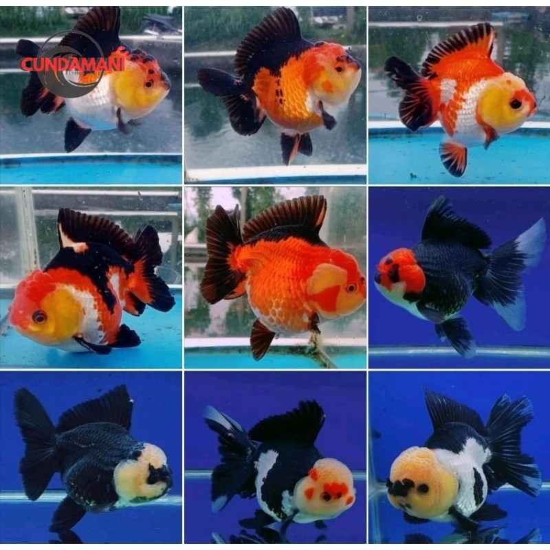 BABY ORANDA PANDA 4-6 cm TANCO ISI 5 BONUS PELET PF500 gudang koki