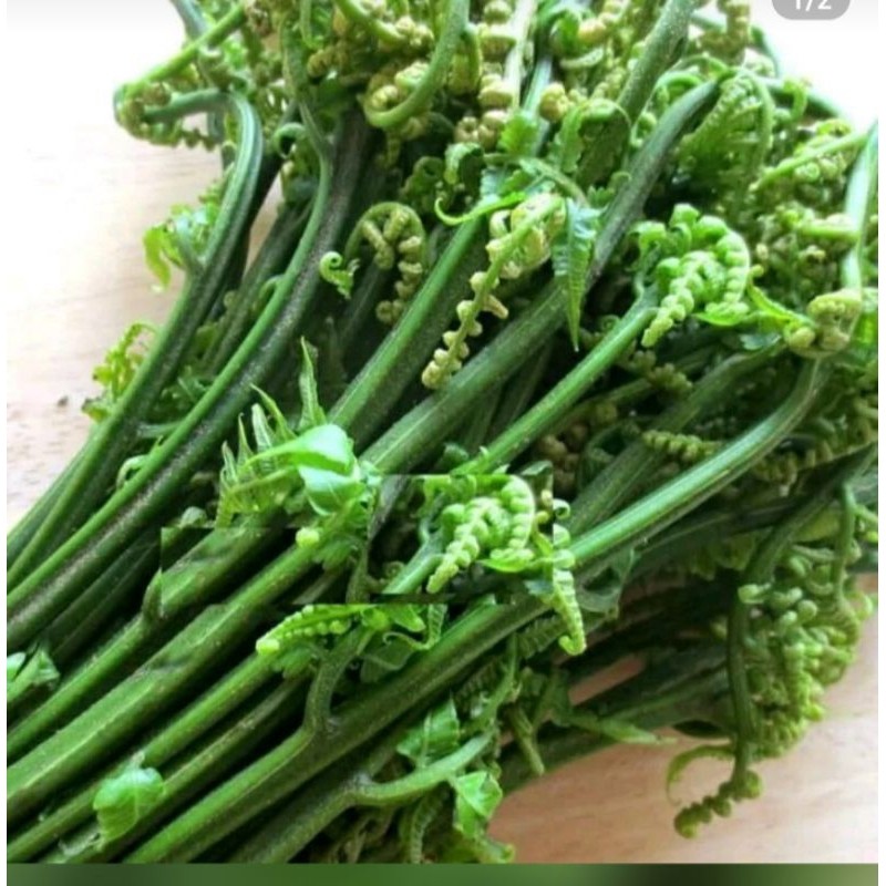 

Termurah Pakis sayur segar 500 gram