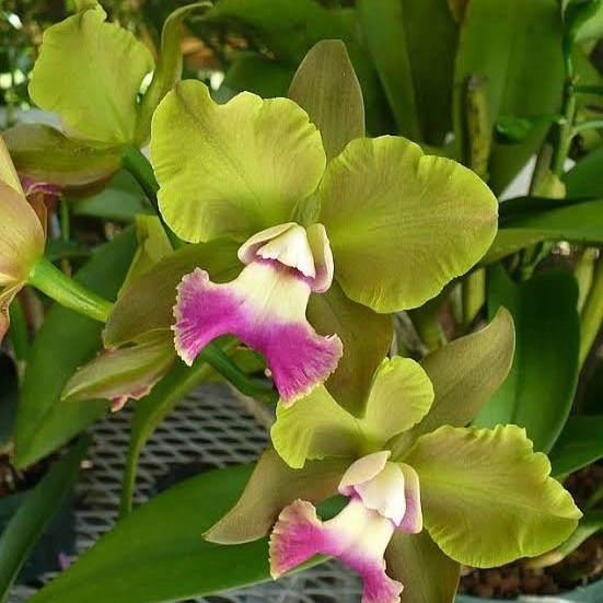 Anggrek Cattleya Blc. Crowfield Mendehal