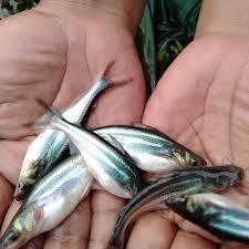 bibit / benih ikan patin ukuran 7 - 10 cm per 100 ekor