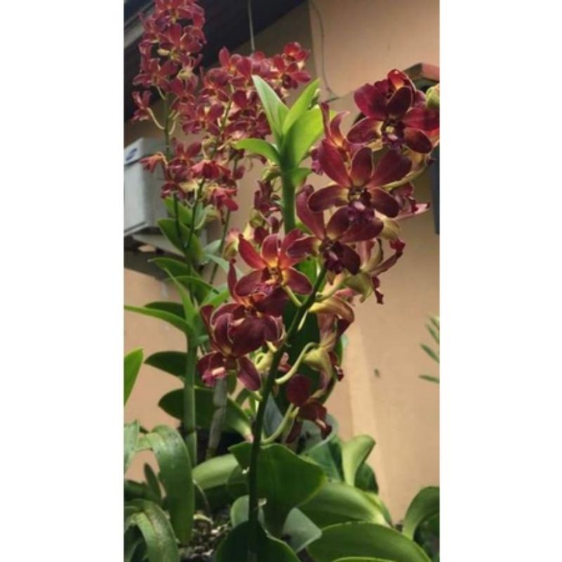 TERLARISAnggrek Dendrobium Elder DEWASA Besar JUMBO SIAP BERBUNGA