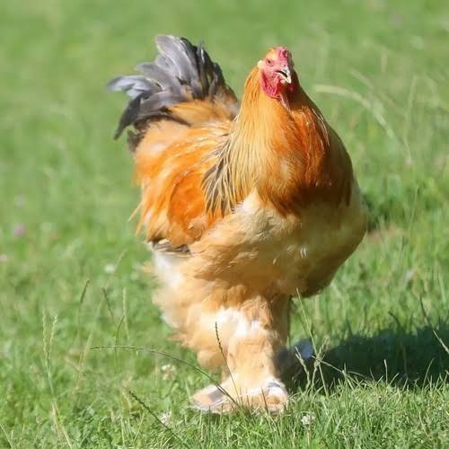 

Fertil Telur ayam brahma jumbo / telur ayam hias / telur fertil siap kirim