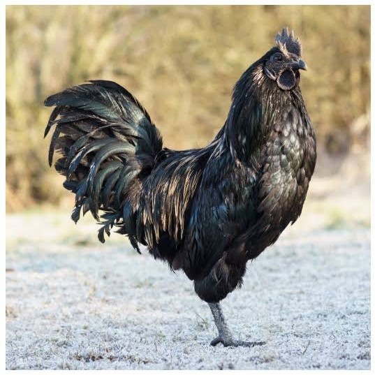 

Fertil Telur ayam cemani / telur ayam hias / telur fertil siap tetas