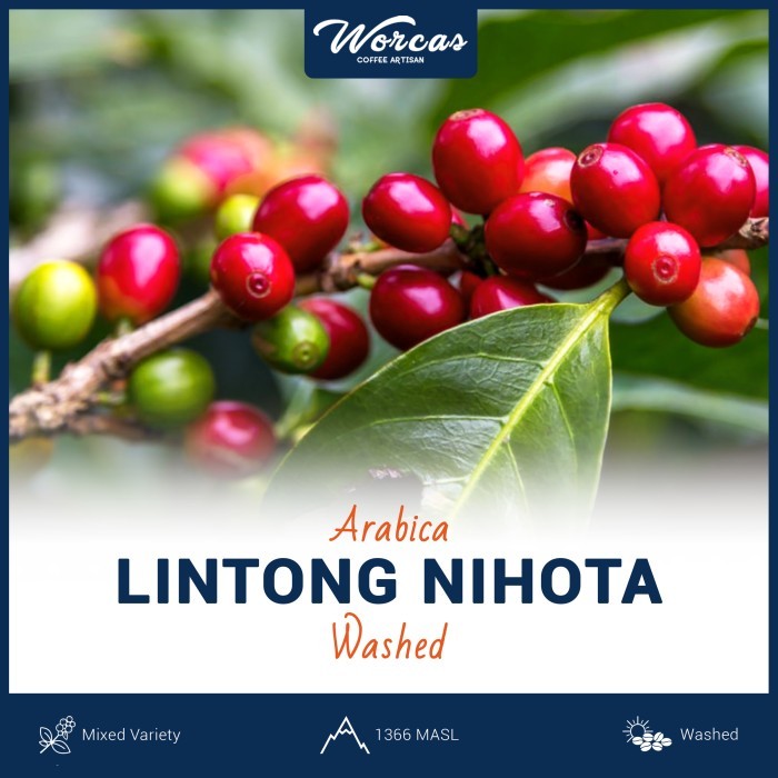 

Lintong Arabica Green Bean 1Kg (Biji Kopi Mentah)