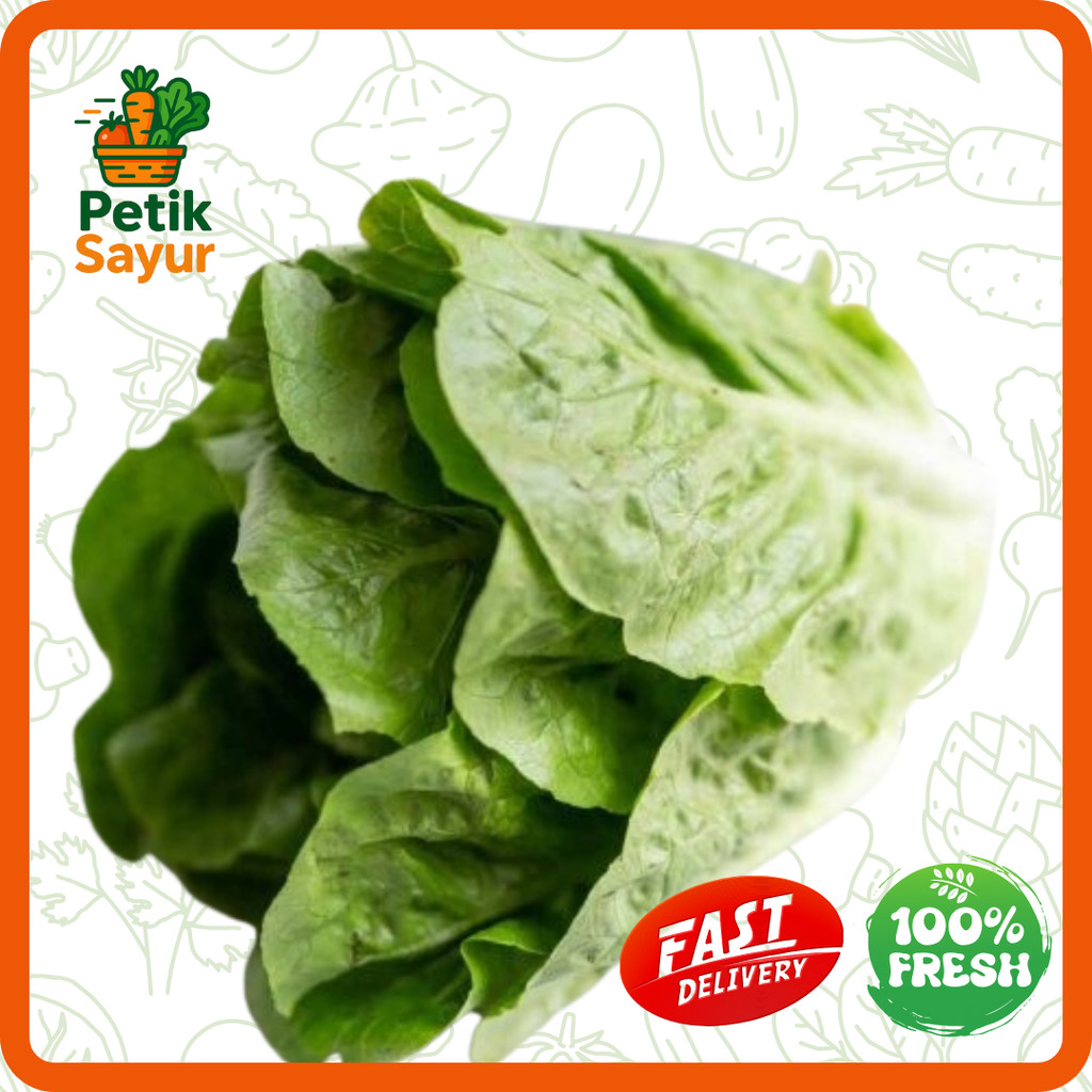 

Selada Romaine Konvensional 250 gram PetikSayur
