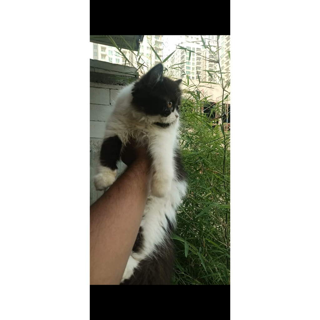 Kucing Persia Hitam Putih