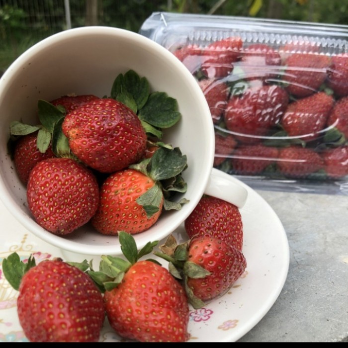 

buah strawberry beli 2 gratis 1segar 1kotak 120gr
