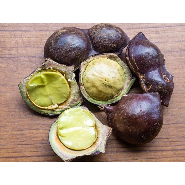 bibit pohon jengkol super