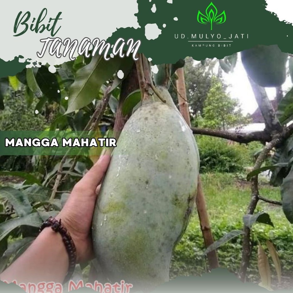 bibit mangga mahatir okulasi tanaman buah- pohon mangga mahatir