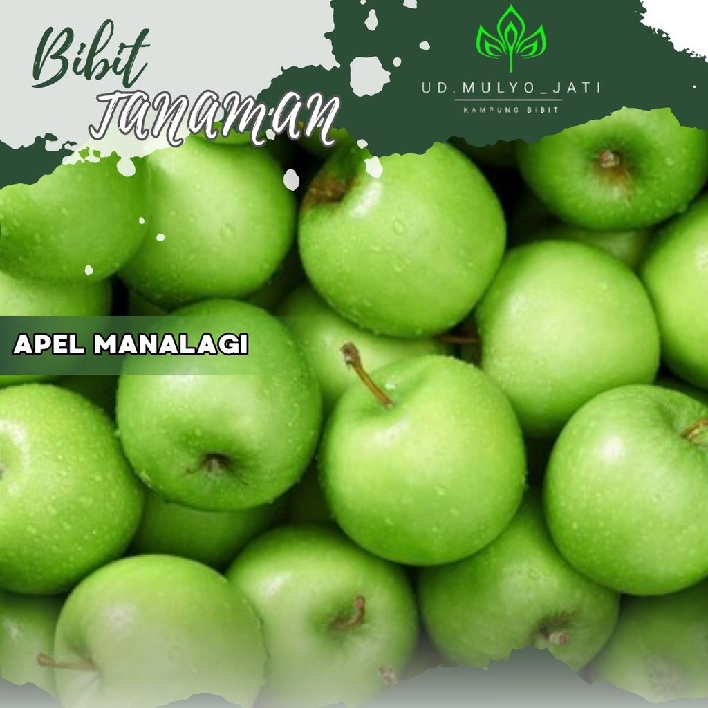 Bibit tanaman buah apel manalagi Apel Malang