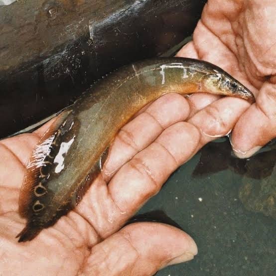 Sili hijau / fire eel hijau 17-20cm