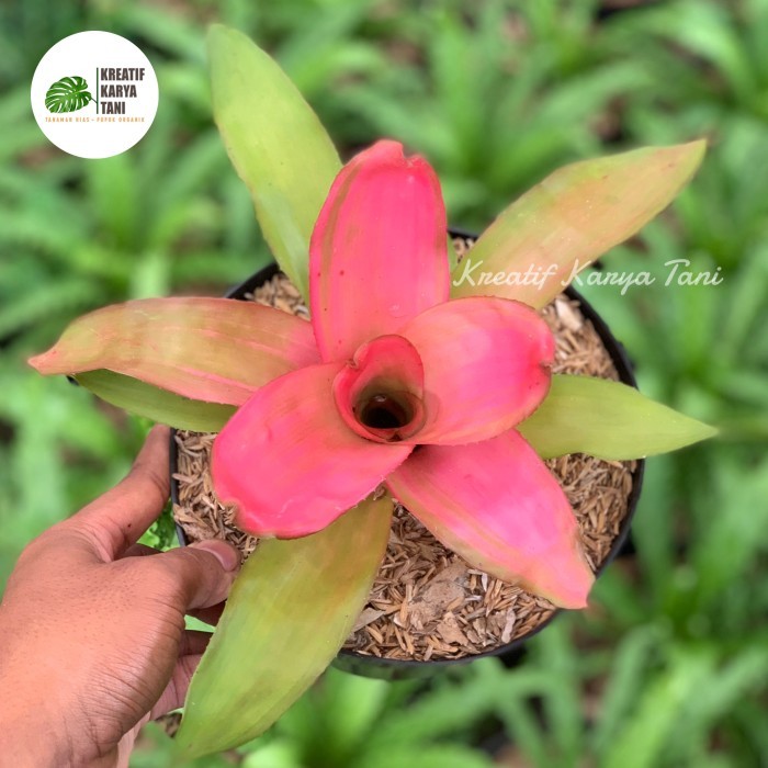 ( PROMO ) Bromelia pink grass - Bromelia pink gras