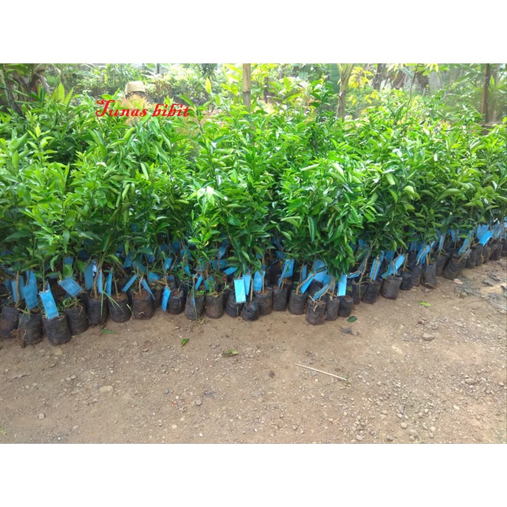 Bibit Buah Jeruk RGL Kamal Bibit