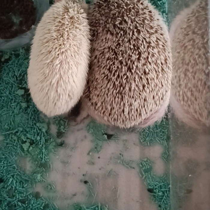 SALE -landak mini Indukan - Albino