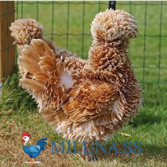 

FERTIL TELUR AYAM poland / hias / siap kirim