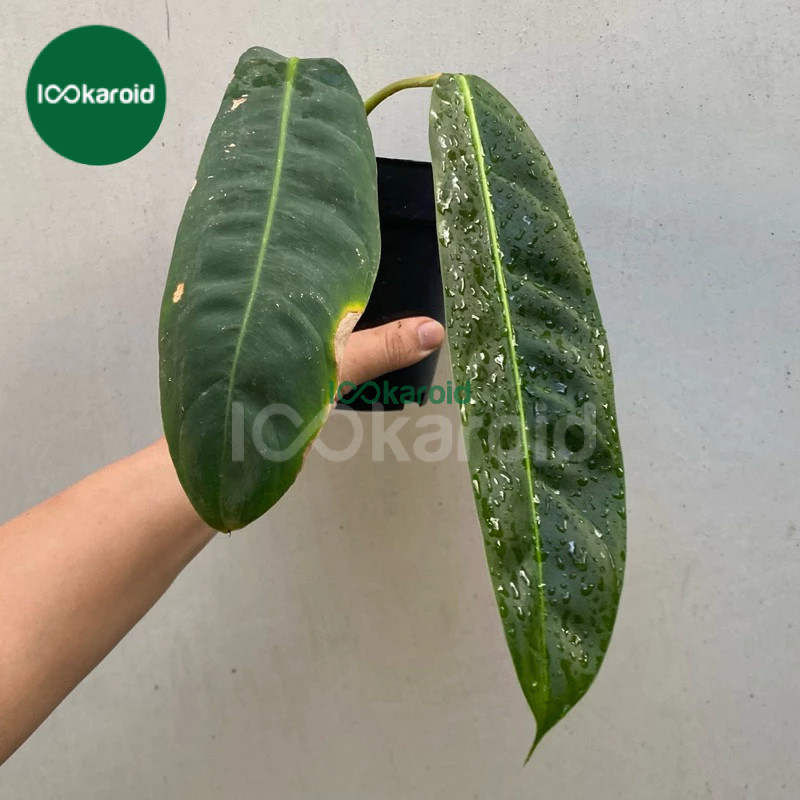 Tanaman Hias Philodendron Patriciae