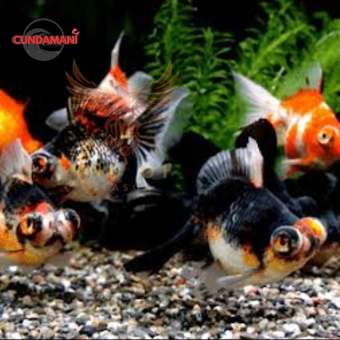 Kebutuhan aquarium IKAN HIAS AIR TAWAR - MASKOKI MATA BELO 6-8 cm /  DEMEKIN CALICO gudang koki