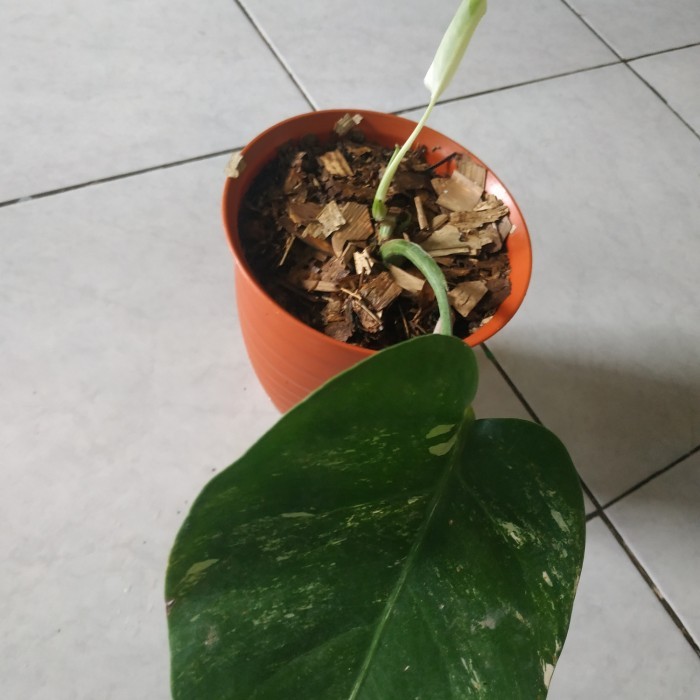 Tanaman hias monstera king/ deliciosa variegata