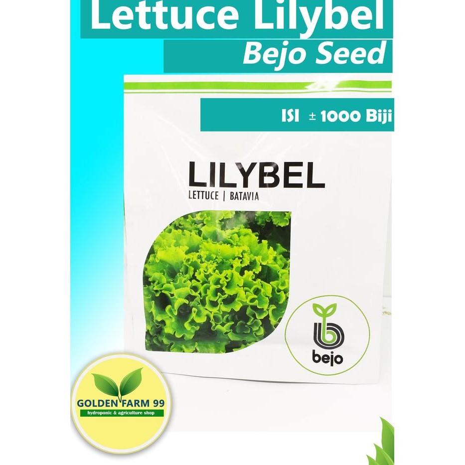 Benih Selada Batavia Bejo Seed Lilybel 1000 Pills
