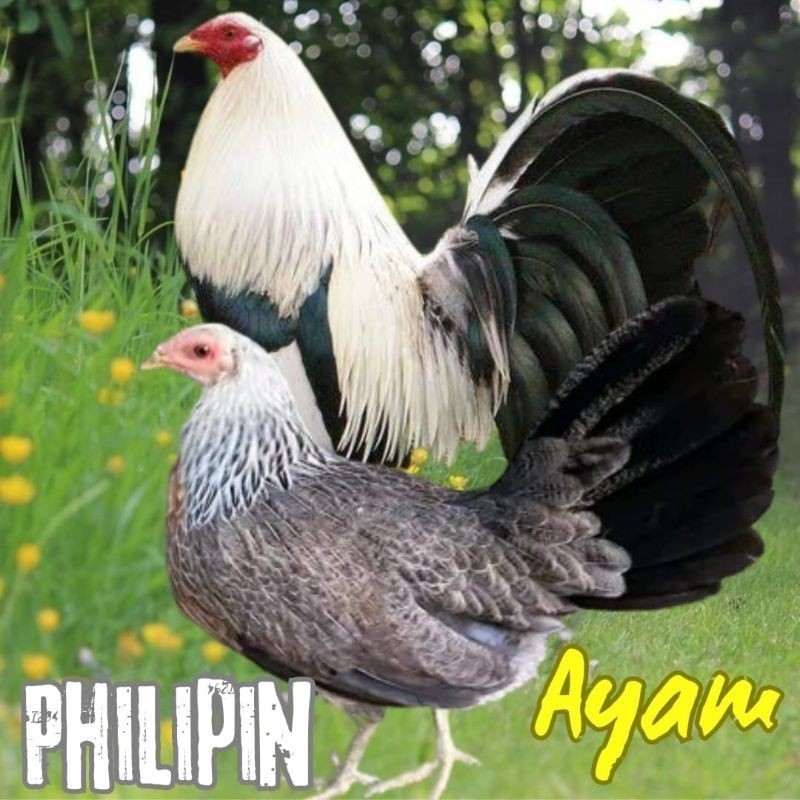 

Fertil telur ayam philipin import AK47 bisa untuk di tetaskan