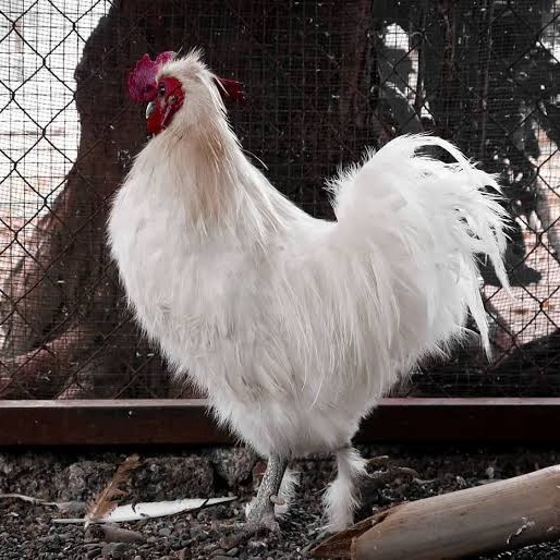 

Fertil Telur ayam kapas / telur ayam hias / telur fertil siap kirim