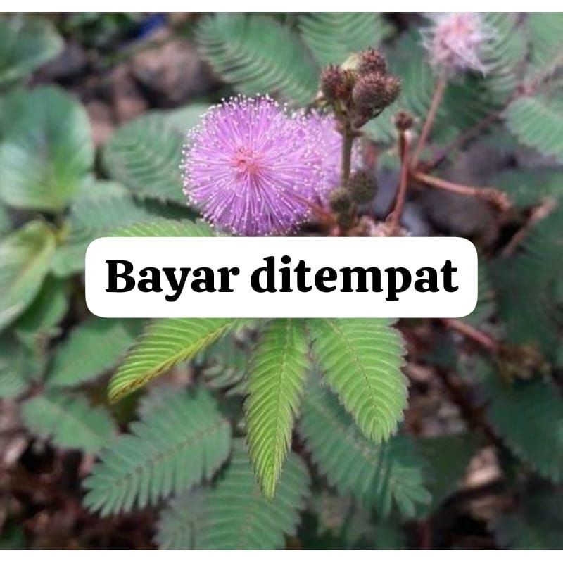 

HalimunHerbal Daun Putri Malu Segar 100gram