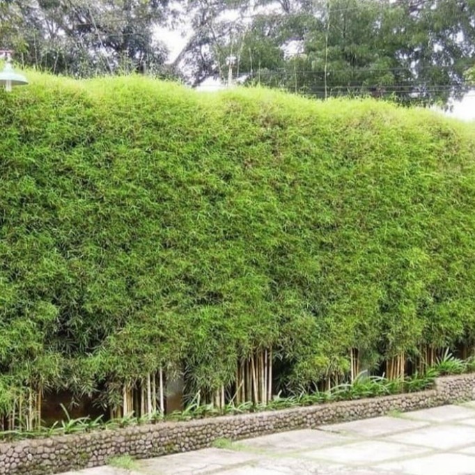 bambu jepang untuk pagar + jasa tanam