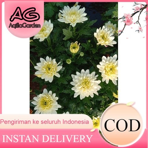 Tanaman Hias Hidup Bunga Krisan