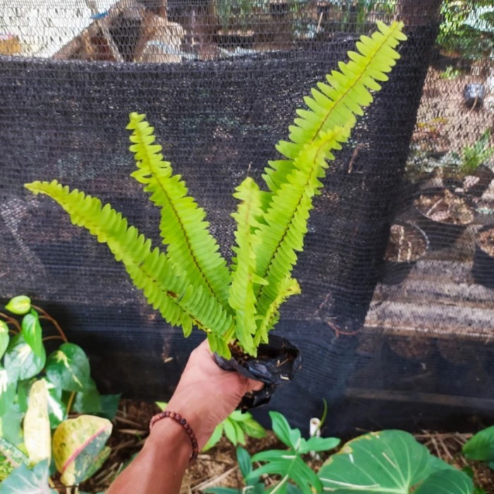 tanaman pakis kelabang / pohon pakis tanaman vertical garden