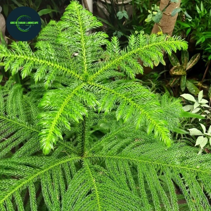 Pohon Cemara Norfolk Tinggi 1 Meter