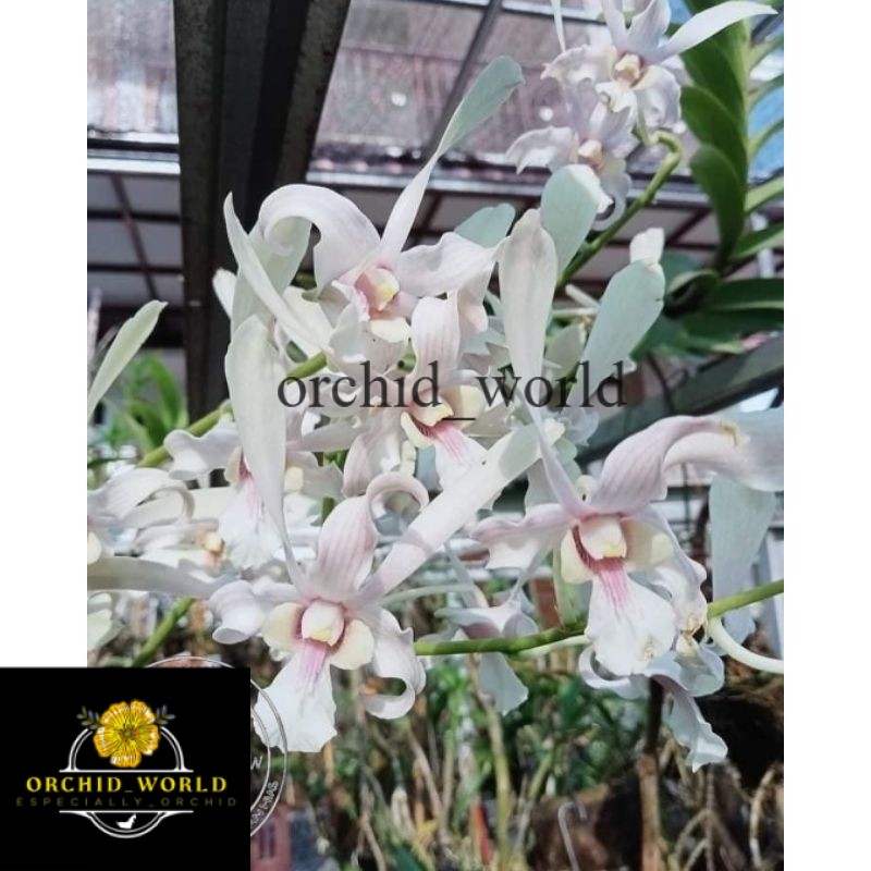 ( BISA COD ) Seedling Anggrek Dendrobium Capung Kapuas - Tanaman Hias Bunga Anggrek Dendrobium Belum