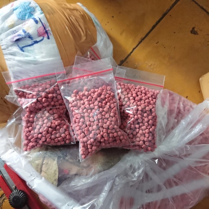 SALE -kura kura pipi putih ukuran 15-20cm | FREE PELET Dan DAUN KETAPANG |