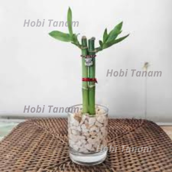 (promo 2 batang sudah berakar dan bertunas) tanaman Bambu Rejeki Pagoda bibit bambu hoki sri rejeki 