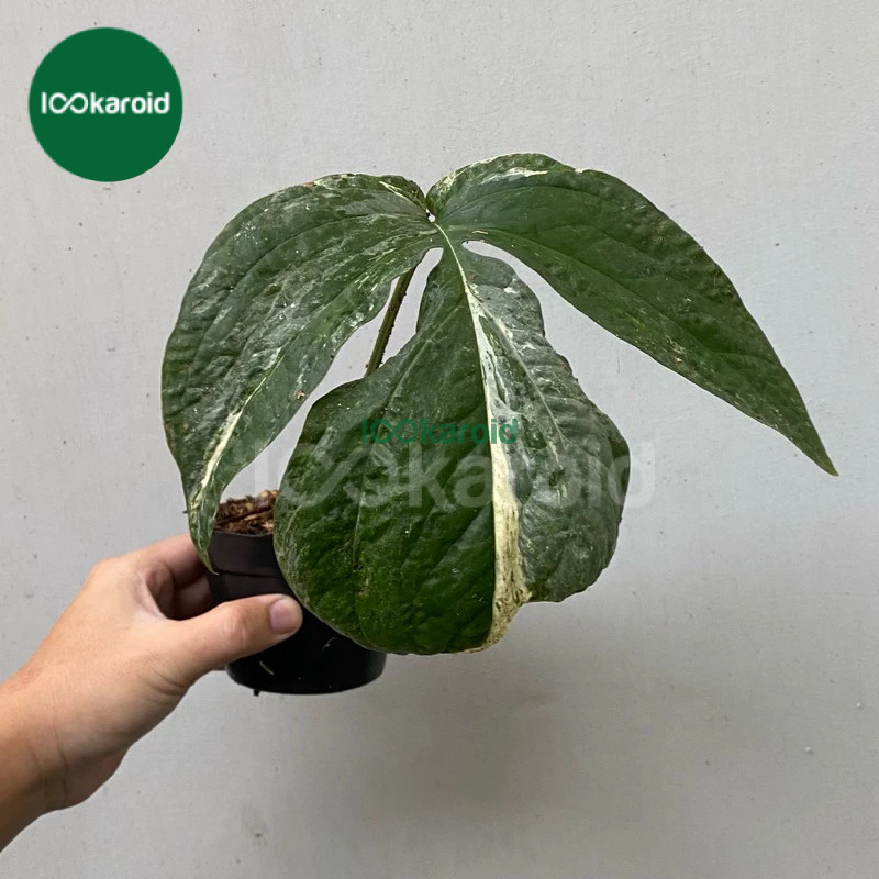 Tanaman Hias Amydrium Zippelianum Variegata / Amydrium Varigata