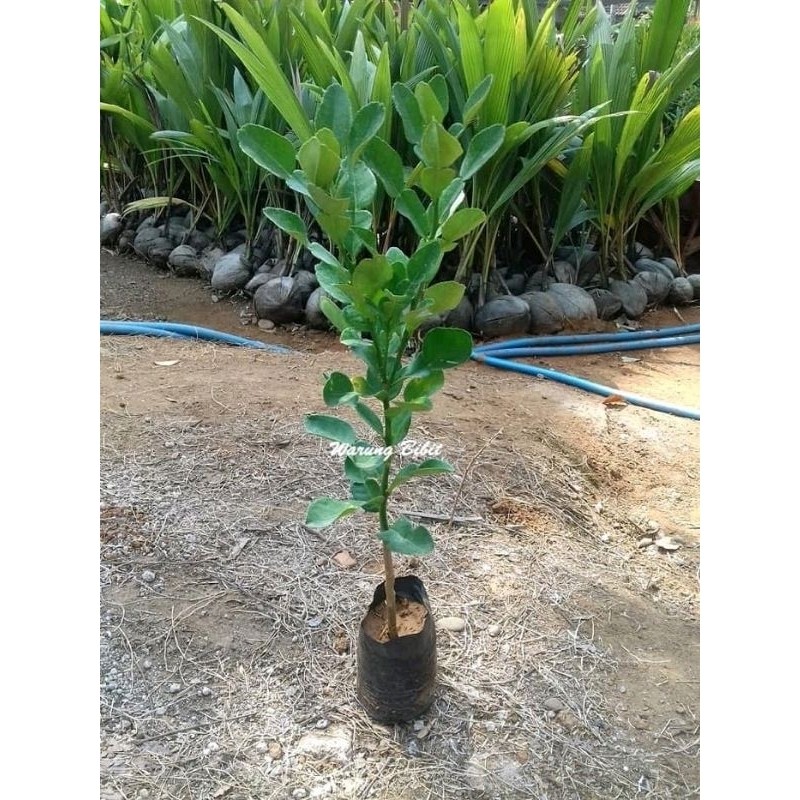 Bibit Jeruk Purut Rimbun tinggi 40cm