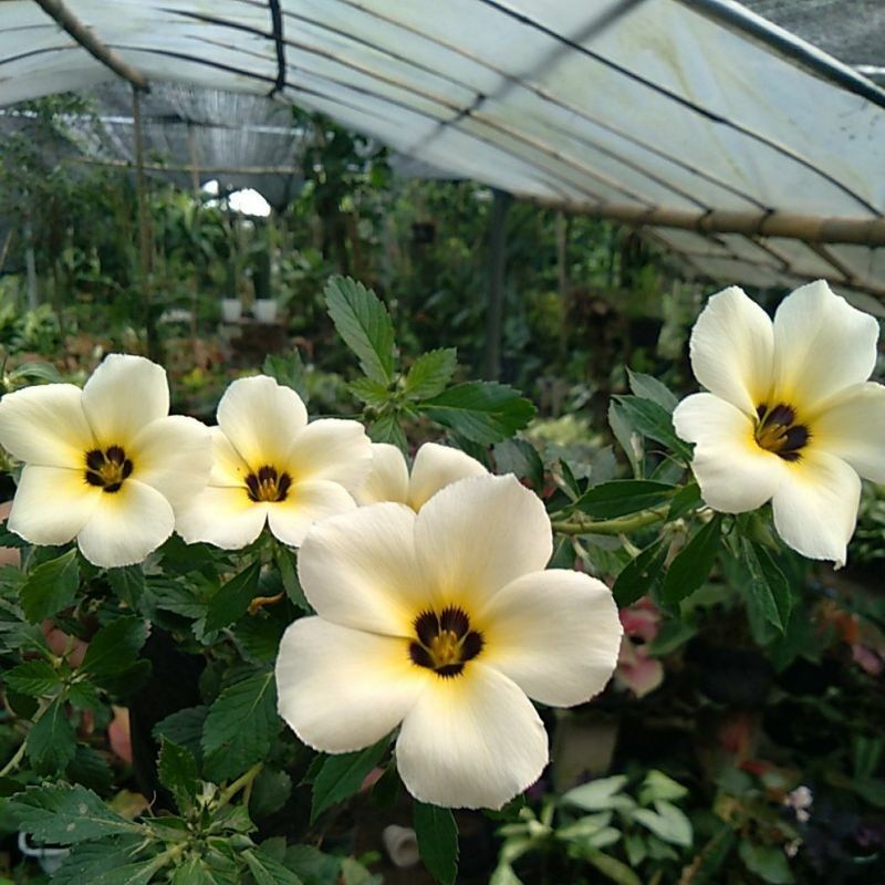 KOKOWA FLORA. Tanaman Tanaman Hias Bunga Yolanda Putih - tanaman Yolanda Eleghant