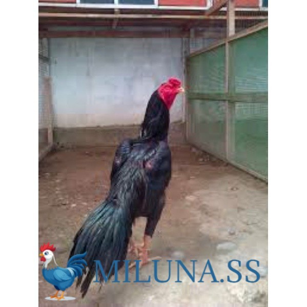 

FERTIL TELUR TETAS TETAS AYAM PAKHOY TANGGUH UNTUK DI TETASKAN