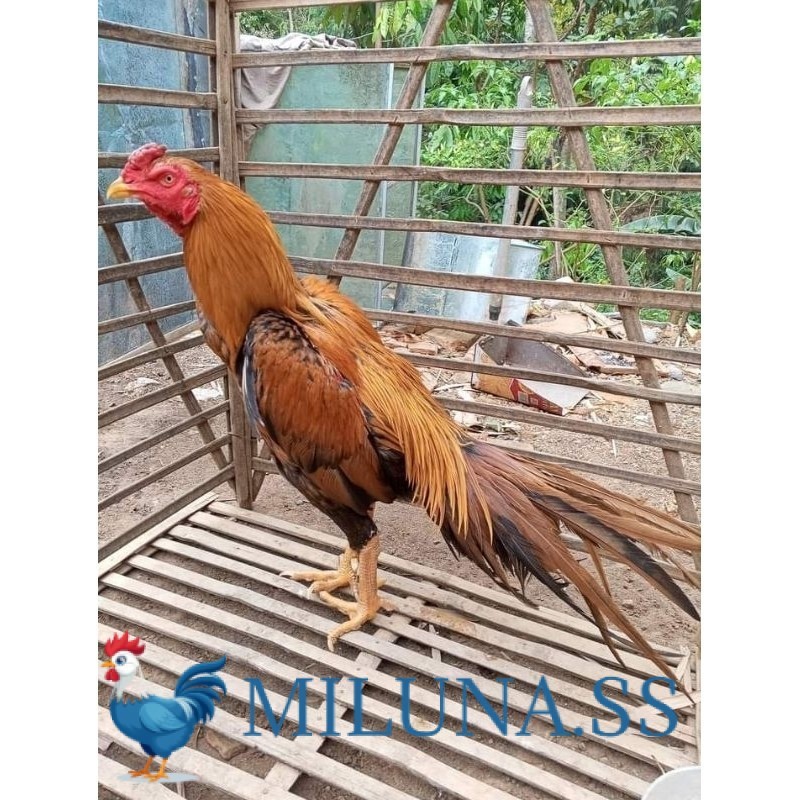 

FERTIL TELUR TETAS (10 butir) Telur Ayam Ekor Lidi Untuk Di tetaskan